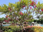 Bali, Hyatt, Nusa Dua - beautiful plumeria