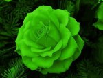 ~Green Rose~