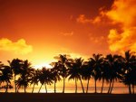 Sundown and palms