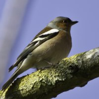 female chaffinch on branch