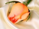 Rose bud gift