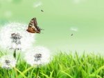 Butterfly and Dandelions