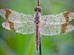 DEW DROPS ON DRAGONFLY