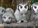 FOUR BEAUTIFUL OWLS