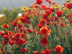 Poppy Field