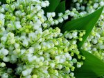 Lily of the valley