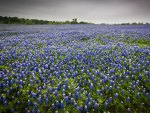 Field of Bluebonnets