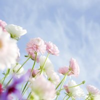 Beauty  fresh flowers