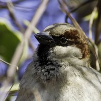 house sparrow