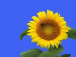 ~SunFlower~