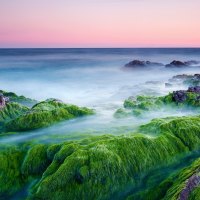 misty sea over moss covered rocks on shore