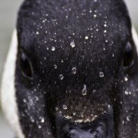 goose head and water droplets