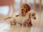 daschund puppies