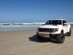 raptor on beach
