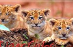 Liger Cubs