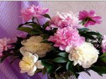 Peonies