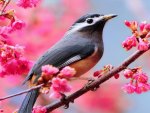 Bird on blooming tree
