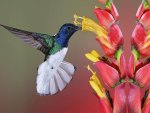 Colibri
