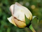 White and yellow bud