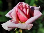Pink Rose opening