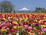 Tulip Field