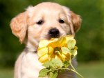 Dog and rose