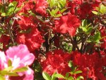 Red Azaleas