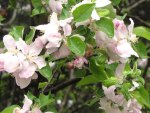 Apple Blossoms