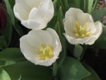 White Tulips closeup