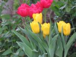 Red and Yellow Tulips