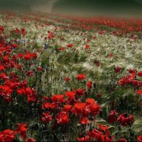 Poppies field