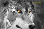 Black & White Wolf
