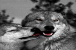 Wolf Love