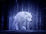 Blue Wolf