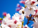 Bee on Blossom