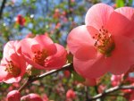 Red Flowers on a twig