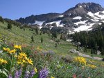 Spring Meadow In The Mountains