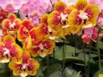 Lovely orchids