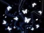 Butteflies at Night