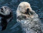 Sleeping Otter's 