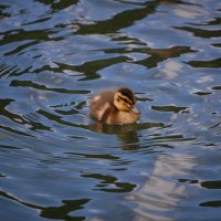 duckling