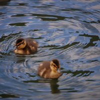 ducklings 