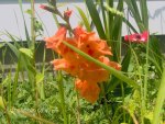 Orange Gladiolus