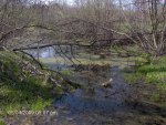 Michigan Swamp