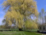 Weeping Willow