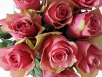Pink roses