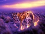 The wondrous tiger