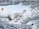 Winter tiger