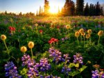 Spring flowers at sunrise