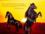 Spirited Friesians